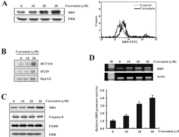 Fig. 2. The expression levels of the DR5 mRNA and DR5 protein by treatment with curcumin in Caki cells