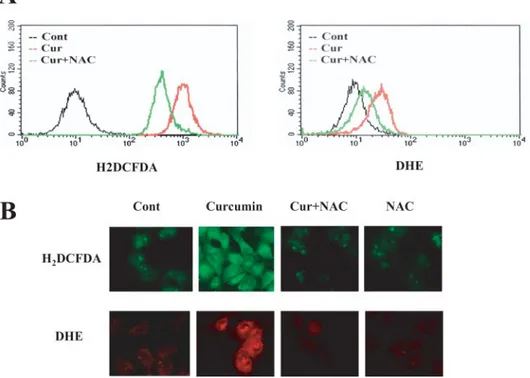 Fig. 4. Effects of NAC and GSH on curcumin-induced DR5 protein and mRNA expression. (A) Caki cells were incubated with indicated concentration of NAC and GSH for 1 h before challenge with curcumin (30 mM) for 24 h