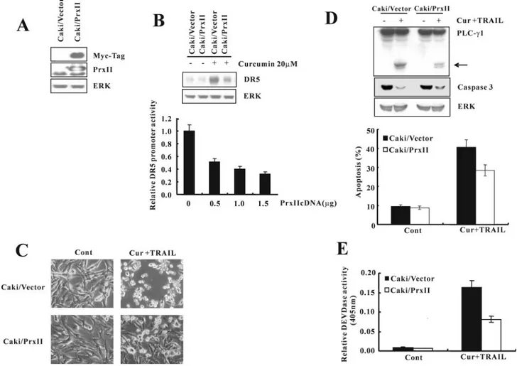Fig. 6. Ectopic expression of Prx II reduced curcumin plus TRAIL-induced apoptosis. (A) Whole cell lysates obtained from Caki cells stably transfected with a Prx II-expression vector or the empty vector were subjected to SDS–PAGE, transferred to membranes,