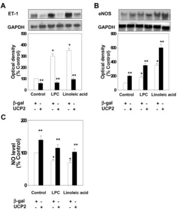 Figure 1. Effect of adenoviral overexpression of the human UCP2 gene on ET-1 (A) and eNOS (B) mRNA expression and NO production (C) in HAECs