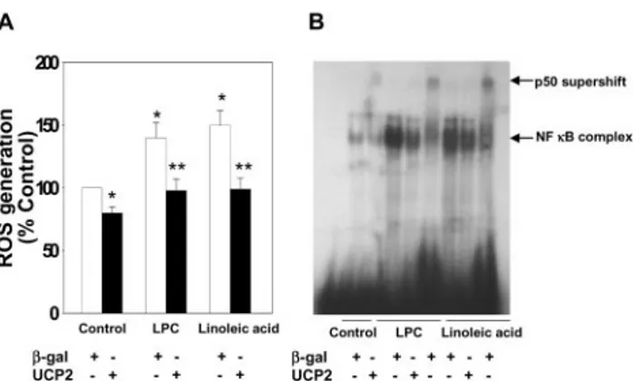Figure 3. Effect of adenoviral overex- overex-pression of UCP2 on LPC- and linoleic acid-induced apoptosis and caspase activation