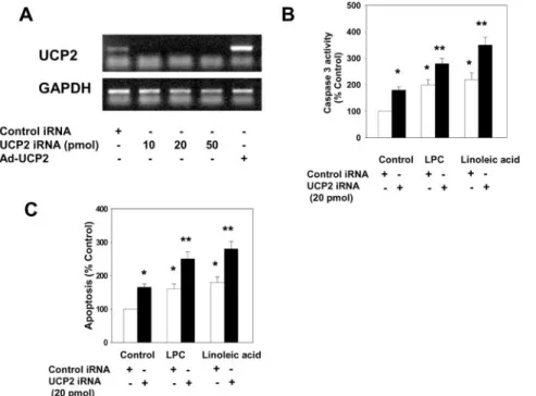 Figure 5. Effects of adenoviral overexpression of UCP2 on LPC- and linoleic acid-induced change in ⌬⌿ m and [Ca 2⫹ ] m 