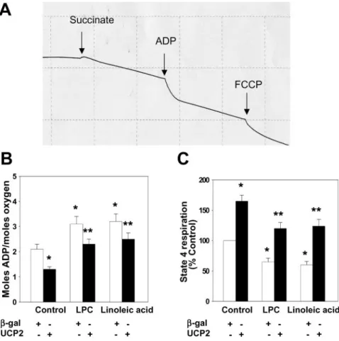 Figure 6. Effects of adenoviral overex- overex-pression of UCP2 on mitochondrial oxygen consumption