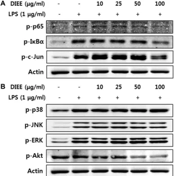 Fig. 5. Modulation of DIEE on upstream signaling pathways for the anti-inflammatory activity in RAW 264.7 cells.
