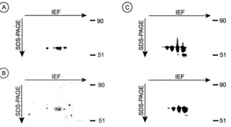 Figure 1: The identification of a 56-kDa heavily tyrosine-phosphorylated protein in monkey kidneys as SBP-1