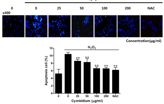 Fig. 2. Effect of cymbidium extract on cell death by H 2 O 2 -induced oxidative stress in C2C12 myoblasts