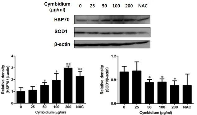Fig. 3. Effect of cymbidium extract on HSP70 and SOD1 protein expression by H 2 O 2 -induced oxidative stress in C2C12 myoblasts.