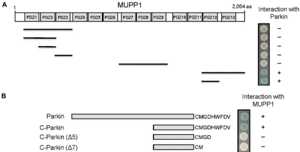 Fig. 1. Identification of the proteins interacting with MUPP1 by yeast two-hybrid screening