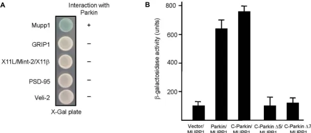 Fig. 2. Interaction between MUPP1 and Parkin. PDZ domain containing proteins were fused to the pLexA DNA binding domain.