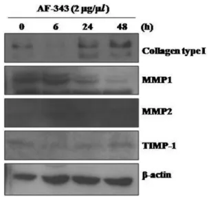Fig. 1 − Increased expression of type I collagen in AF-343 treated human skin fibroblasts (Time-dependent manner)