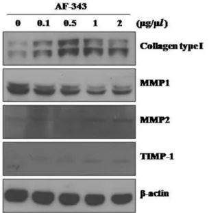 Fig. 4 − Effect of AF-343 on activation of Smad in human skin fibroblasts. Human skin fibroblasts were cultured with various concentration of AF-343 (0.1, 0.5, 1 and 2 mg/m l) for 48 h