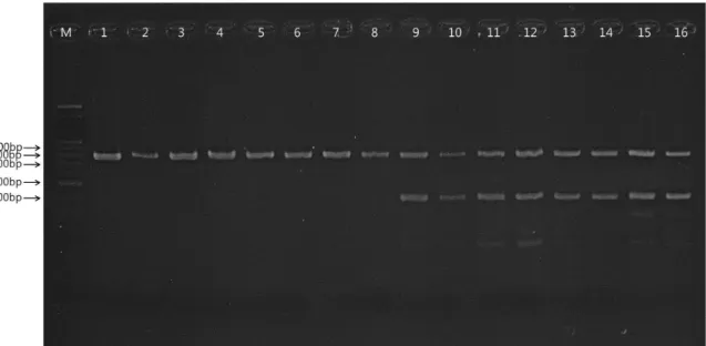 Fig. 3. Multiplex PCR with Hanwoo and Imported beef. PCR products as seen on 2% agarose gel under UV illumination