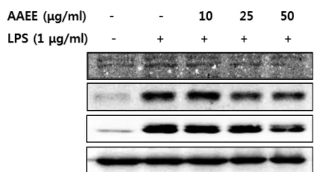 Fig. 5. Modulation of AAEE on the upstream signaling pathway for anti-inflammatory activity in RAW 264.7 cells