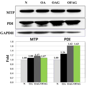 Fig. 3. Effects of OAG and OFAG on external look of liver in orotic acid-induced fatty liver model rats