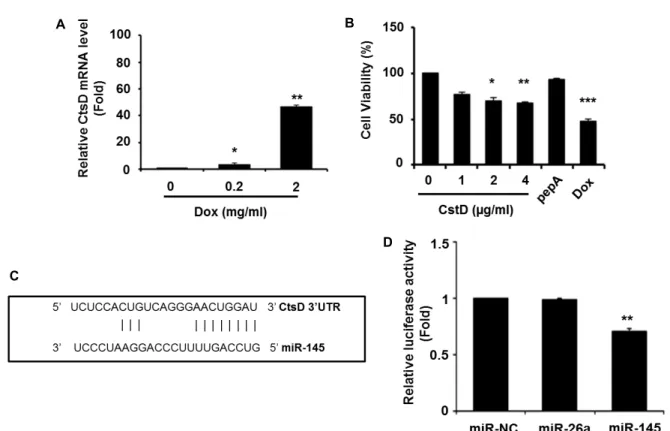 Fig. 1. Suppression of cellular viability in CtsD over-expressed cells. (A) Doxorubicin (Dox) was dose-dependently treated to 3T3-L1 cells