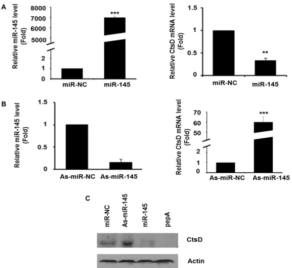 Fig. 2. The expression of CtsD in 3T3-L1 cells by miR-145. (A) 3T3-L1 cells were transfected with 50nM miR-NC or miR-145 mimic respectively