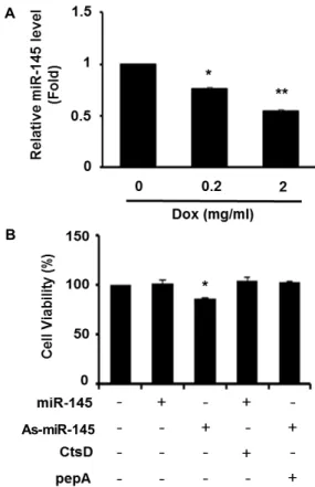 Fig. 3. Cell viability of 3T3-L1 cells exposed to miR-145. (A) The expression of miR-145 in cells treated with Dox was determined by RT-qPCR