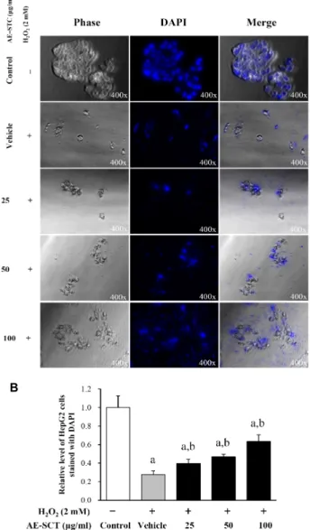 Fig. 4. Effects of the AE-SCT on the expression of cell death related proteins. (A) Total cell lysates were treated with the different concentrations of AE-SCT before 2 mM H 2 O 2 treatment