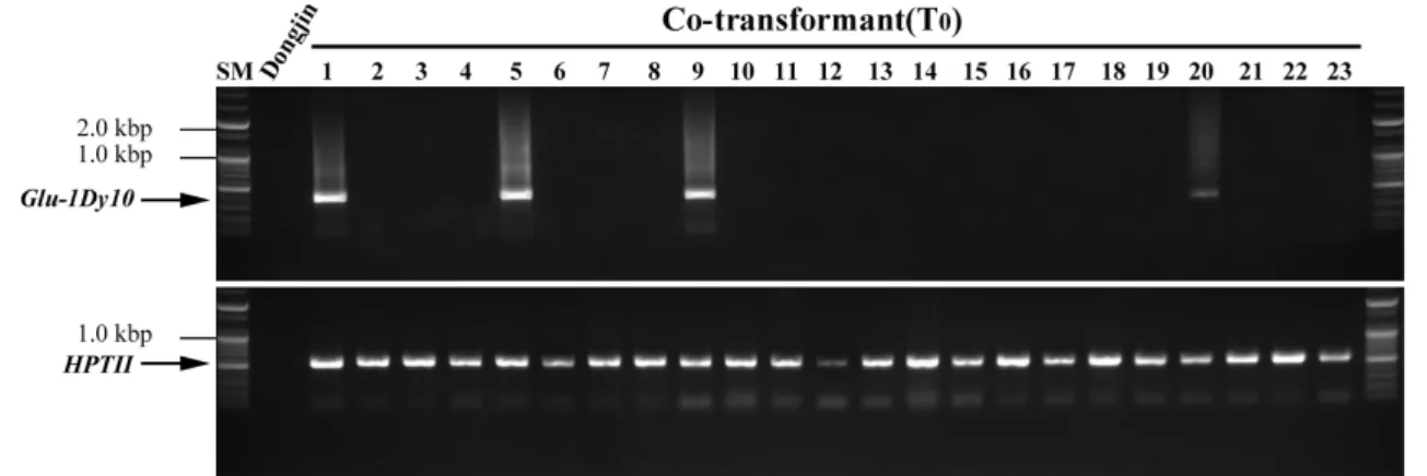 Table 1. Co-transformation efficiency calculated during re- re-generation in rice-transformation experiments