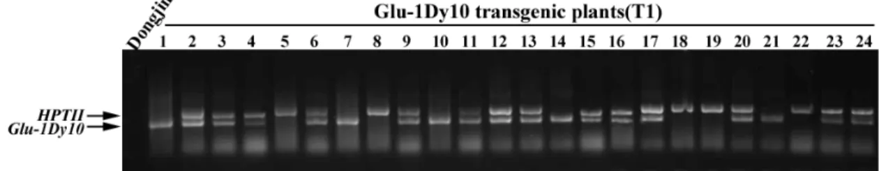 Fig. 6. PCR analysis of T 1 progenies to select marker-free transgenic plant containing Glu-1Dy10 gene