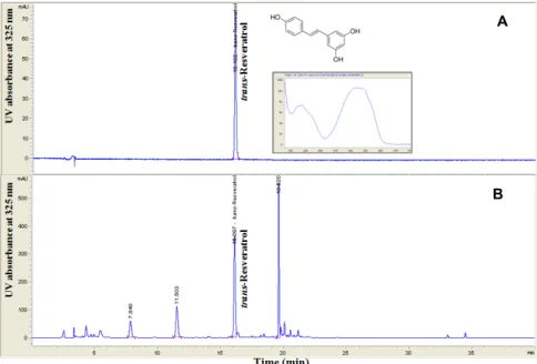 Fig. 1. The representative chromatogram of trans-resveratrol in the standard solution (A) and in the sample extract (B) by HPLC.