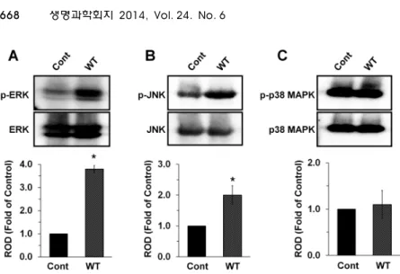 Fig. 3. The effect of V. vulnificus on activation of MAPK in mouse lieum tissue.