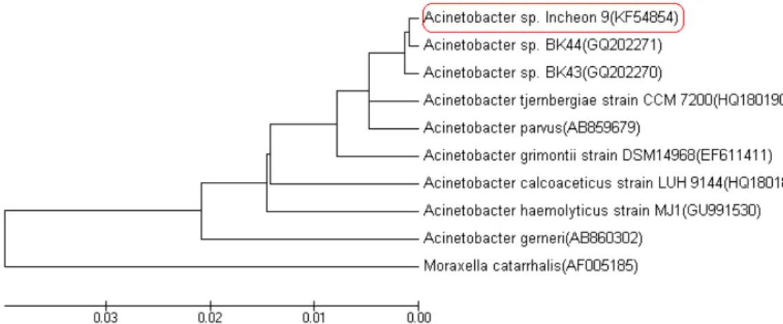 Fig. 1. Phylogenetic relationships of the Acinetobacter sp. Incheon9 related bacteria based on the partial 16s rRNA gene sequence.