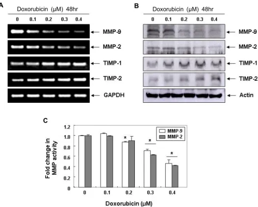 Fig. 2. Inhibition of MMPs expression and their activities, and induction of TIMPs expression by doxorubicin in LNCap cells