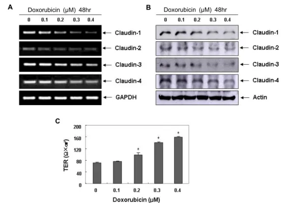 Fig. 3. Effects of doxorubicin on expression of claudins and values of TER in LNCap cells