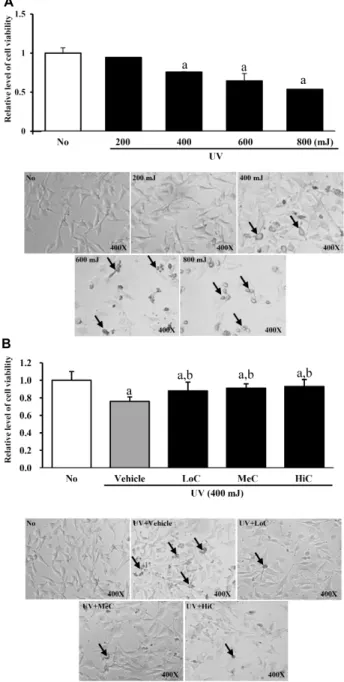 Fig. 1. Effects of SBFE on the cell viability. (A) Determination of optimum UV dose. After treatment of the different UV doses, the viability of cells was measured using MTT assays, while their morphology was observed at 100x magnification