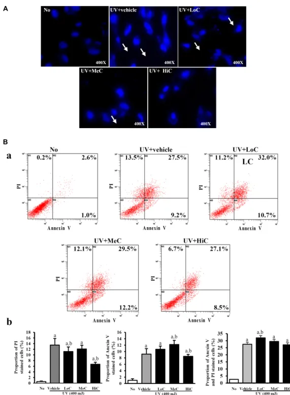 Fig. 2. Observation of SBFE on the DAPI, PI and Annexin V stained cells. DAPI staining and FACS analysis were applicated to identify the mechanism of cells death