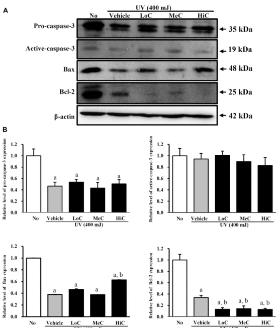 Fig. 3. Alteration on the expression of cell death related proteins. (A) Total cell lysates were prepared from 5x10 6 cells treated with vehicle or SBFE after UV radiation