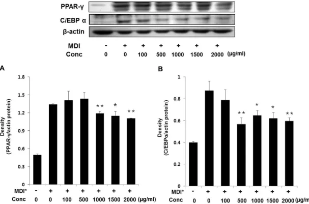 Fig. 3. Effect of lyophilized dropwort vinegar on adipogenic transcription factors. Differentiating 3T3-L1 cells were treated every 2 days with dropwort vinegar for 8 days in adipocyte-induction media