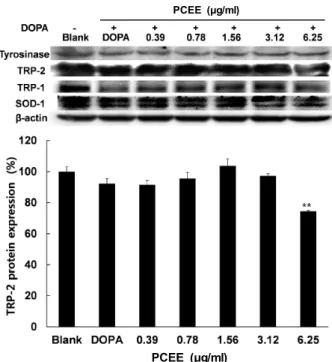 Fig. 7. Effect of PCEE on protein expressions of TRP-1, TRP-2, tyrosinase, SOD-1 in B16F1 cells