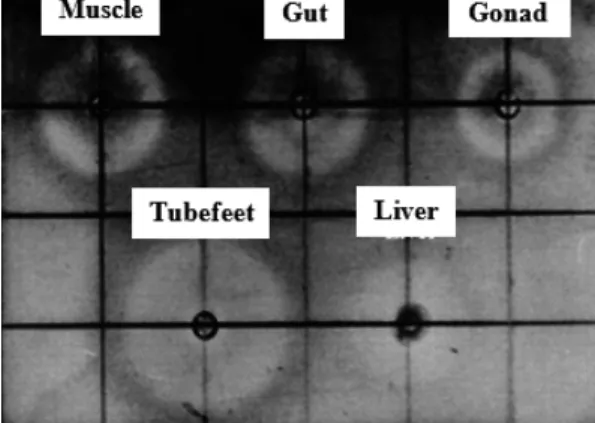 Fig. 1. Antimicrobial activity of various tissues’ extracts of the starfish A. amurensis against E