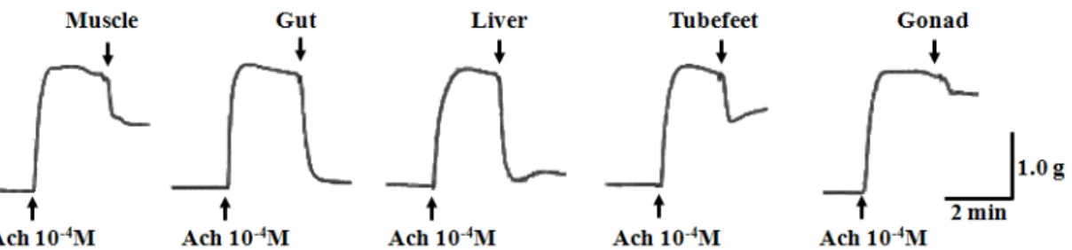 Fig. 3. The relaxant activity of various tissues' extracts of the starfish A. amurensis on the starfish A