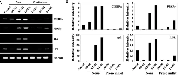 Fig. 3. Effect of the butanol extract of proso millet grains on the expression level of transcription factors such as C/EBPα  and PPARγ  during the early (D0–D2), intermediate (D2–D4) and late stage (D4–D6) of adipocytes differentiation