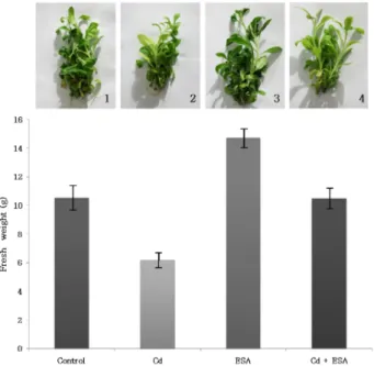 Fig. 3. Effect of Cd and ESA on content of rubisco in tobacco leaves. Plants were cultured on MS medium without Cd + ESA (control), with Cd, 10 -4 mM ESA, and Cd + ESA, respectively.