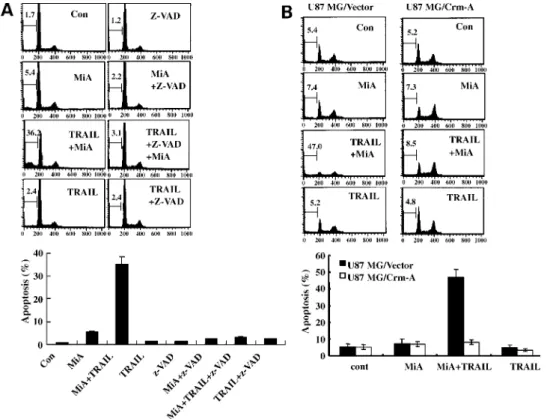 Figure 4. Mithramycin A itself down-regulates XIAP protein levels. A , changes in the protein levels of IAPs following cotreatment with mithramycin A and TRAIL