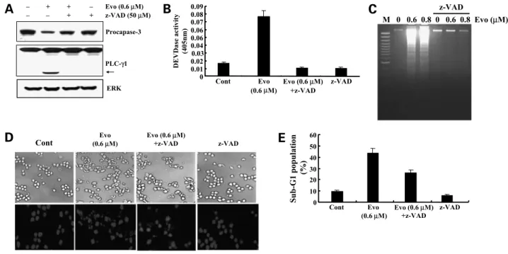 Figure 2. Evodiamine-induced apoptosis was partly mediated by caspase-dependent pathway