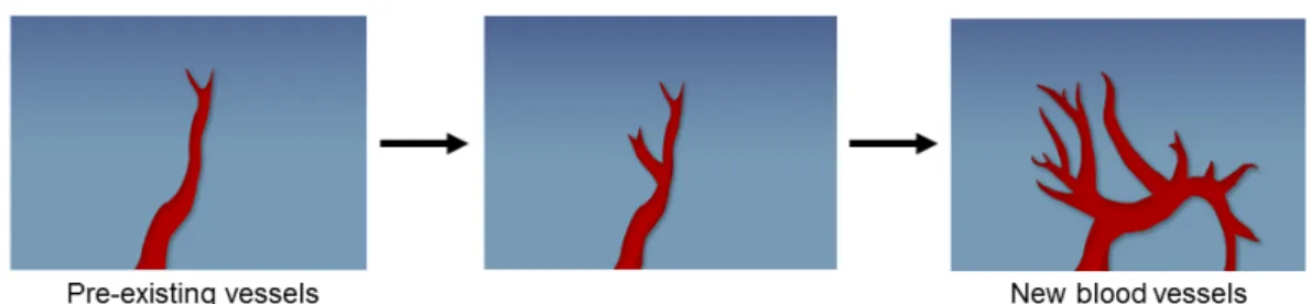 Fig. 1. Schematic representation of angiogenesis. Angiogenesis is the formation of new blood vessels from pre-existing vessels by the proliferation and migration of differentiated endothelial cells.
