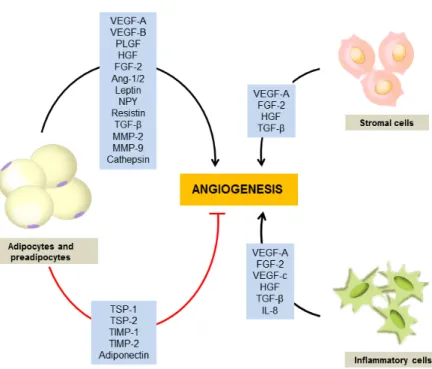 Fig. 2. Regulation of adipose tissue angio- angio-genesis by multiple factors. A variety of cells in the adipose tissue,  includ-ing preadipocytes, adipocytes, and adipose stromal cells contributes to production of multiple angiogenic factors and inhibitor