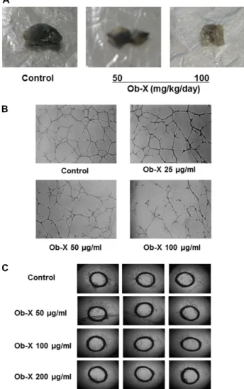 Fig. 3. Inhibitory effects of Ob-X on angiogenesis. (C) Matrigel plugs containing VEGF plus bFGF (control group) or VEGF plus bFGF plus Ob-X (Ob-X group) were  photo-graphed