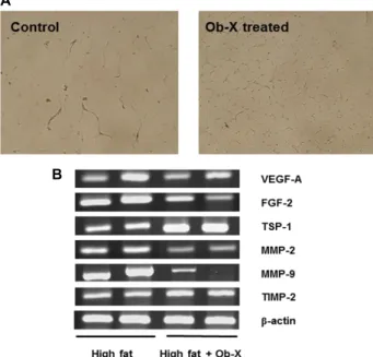 Table 2. Effects of Ob-X on body weight gain and adipose tissue weight in nutritionally obese mice