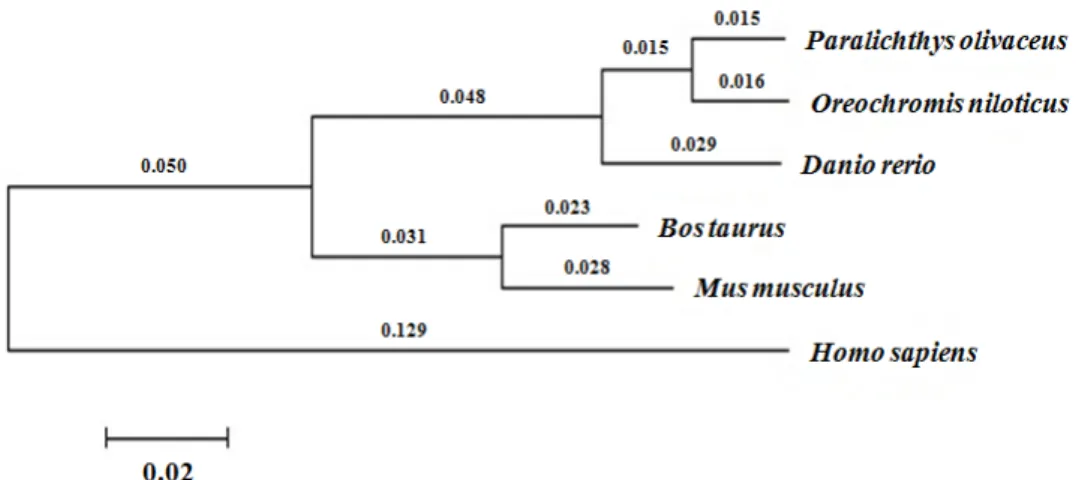 Fig. 3. A molecular phylogenetic tree of PI3Kγ  based on the NJ method. Numbers at nodes indicate levels of bootstrap support based on 1,000 replicated datasets