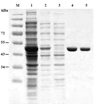 Fig. 6. SDS-PAGE analysis of purified PI3Kγ. Lane M, standard protein molecular weight markers; lane 1, cell lysate;