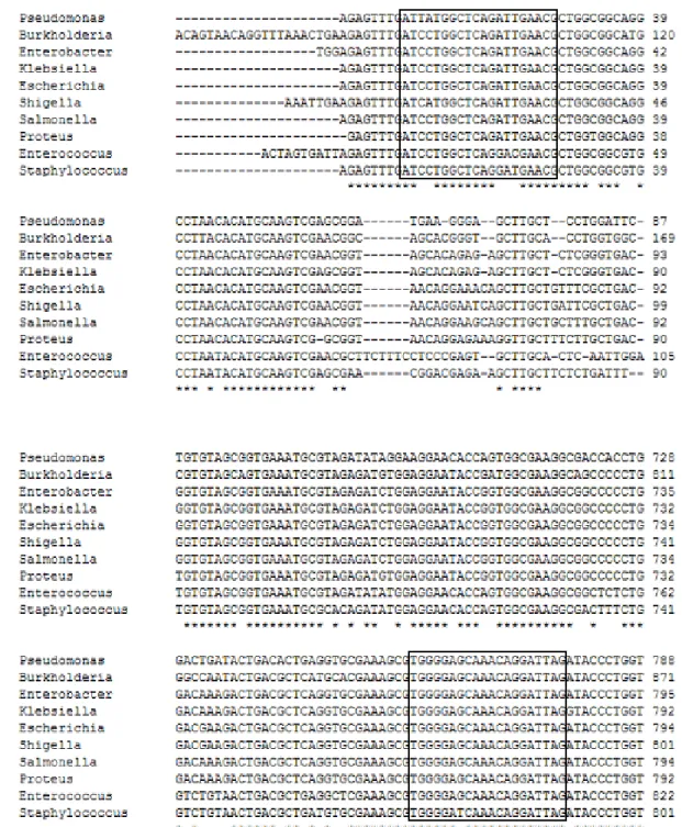 Fig. 1. Alignment of sequences in the region of the 16S rRNA genes for P. aeruginosa (EF079669), B