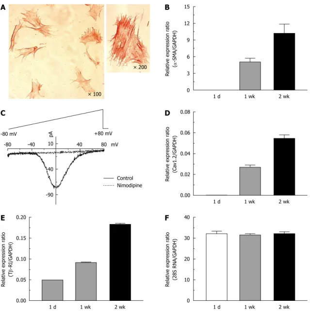 Figure 1  Expression of α-smooth muscle actin, L-type calcium channels and type 1 transforming growth factor-β receptors in activated rat hepatic stel- stel-late cells