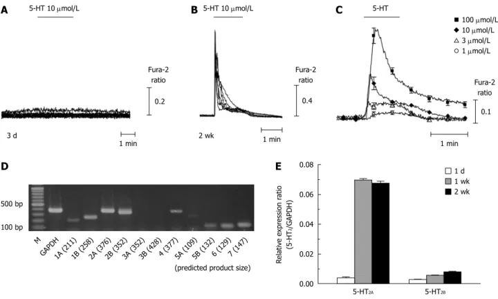 Figure 2  5-hydroxytryptamine-induced intracellular Ca 2+  concentration changes and the expression of 5-hydroxytryptamine 2  receptors in quiescent and  activated hepatic stellate cells
