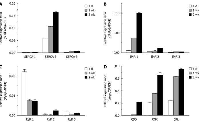 Figure 5  Up-regulation of endoplasmic reticulum Ca 2+  transporting and binding proteins in activated hepatic stellate cells